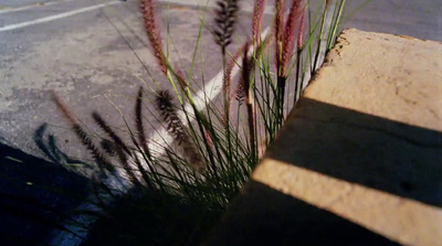 a close up of a plant near a curb