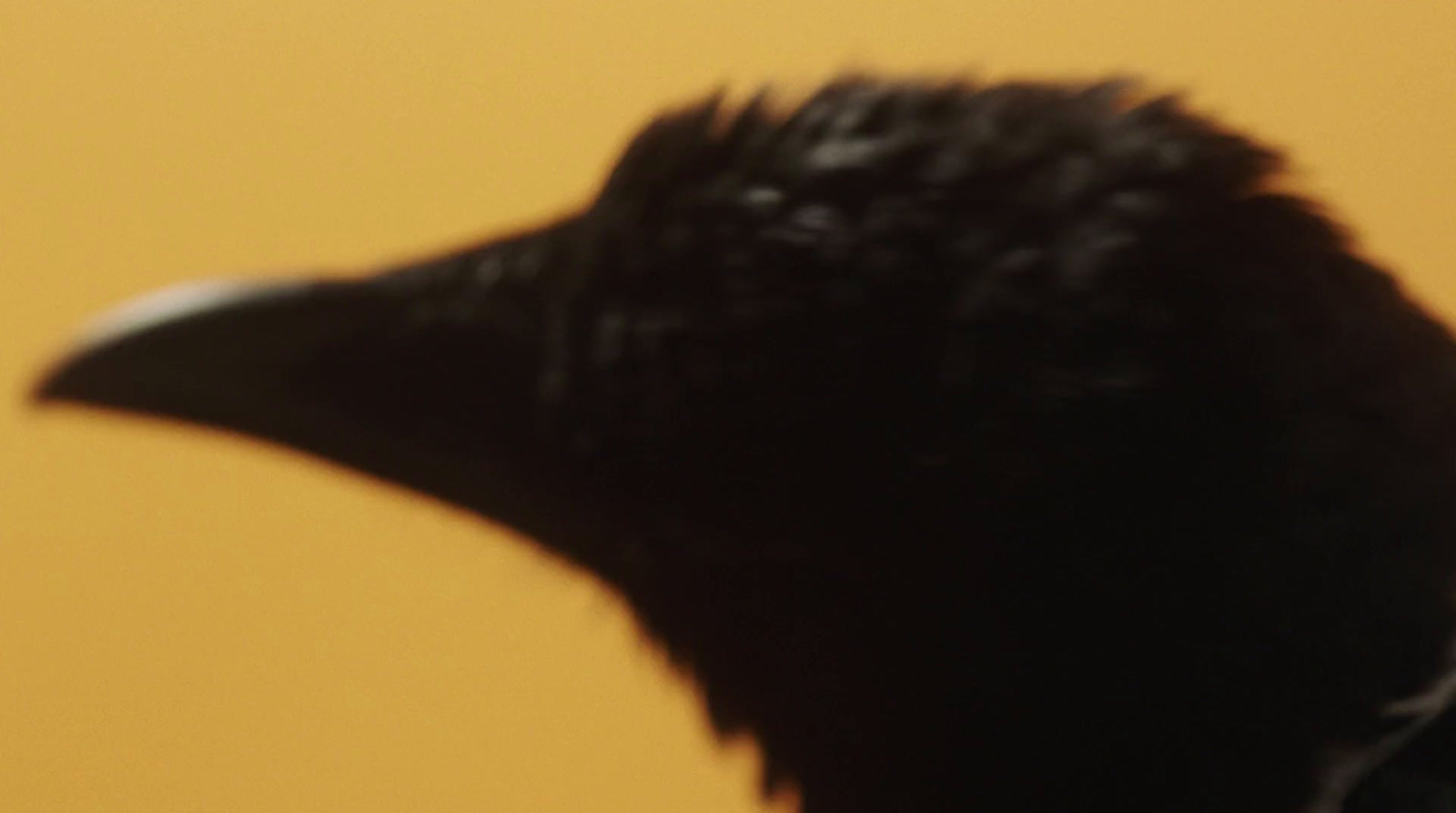 a close up of a black bird with a yellow background