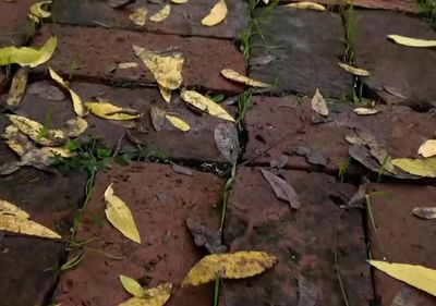 a close up of a brick walkway with leaves on it