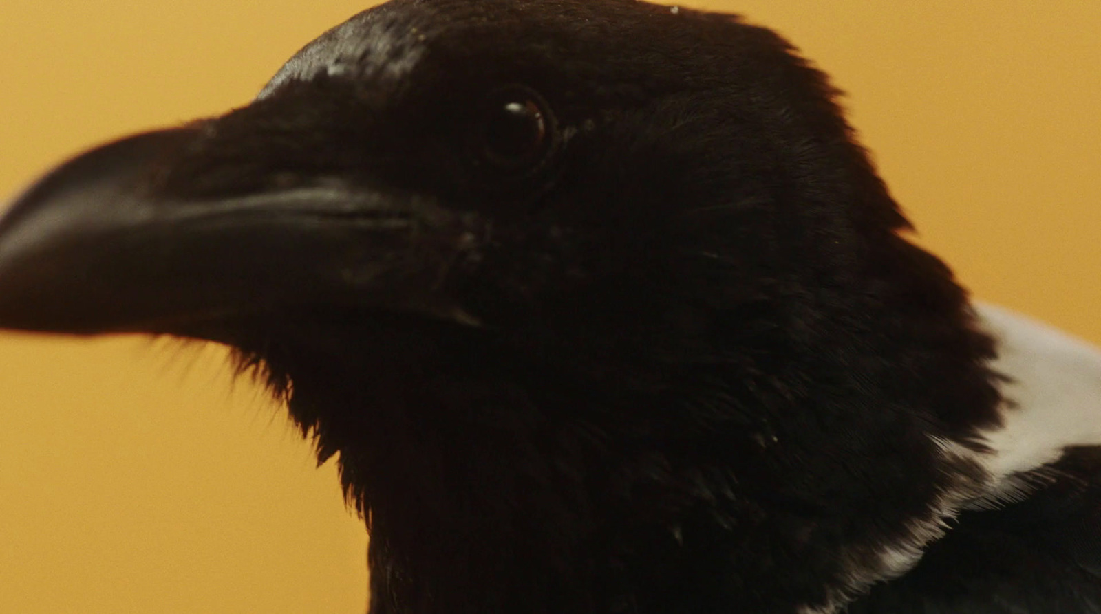 a close up of a black and white bird