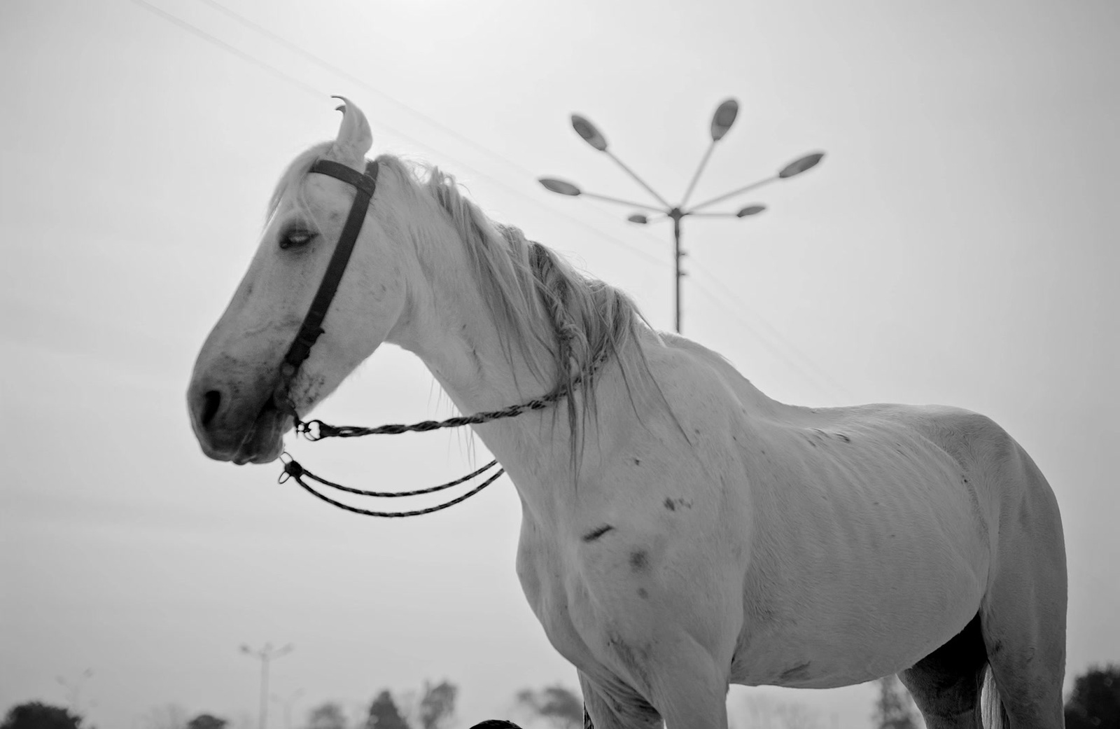 a white horse with a bridle on it's head