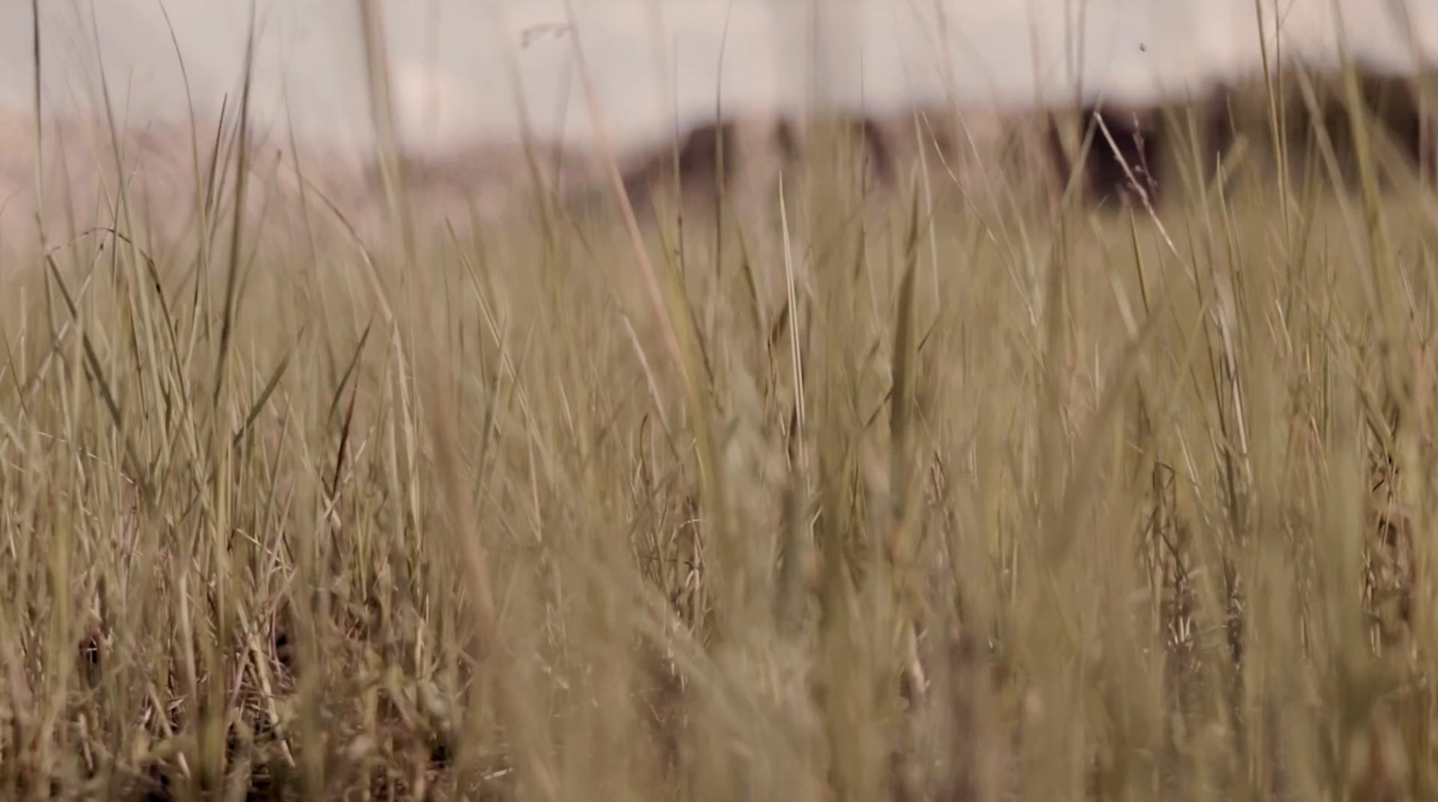 a field of tall grass with a sky in the background