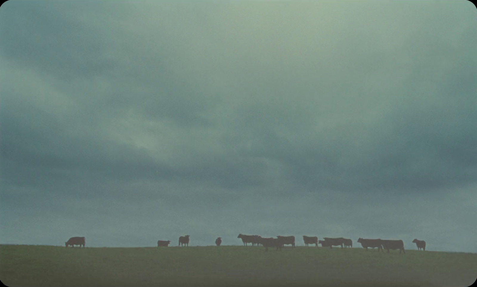 a herd of cattle standing on top of a grass covered field