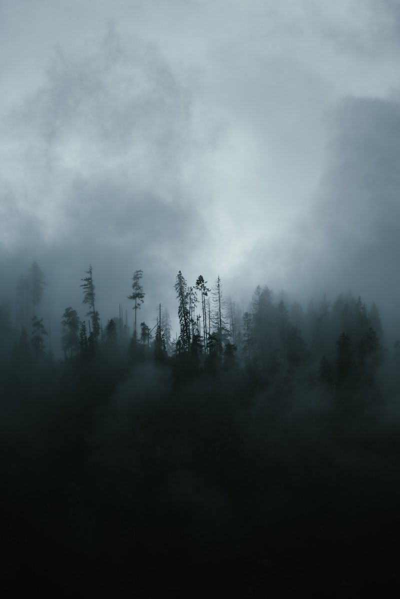 a black and white photo of trees in the fog