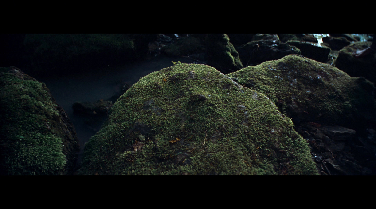 a close up of moss growing on rocks