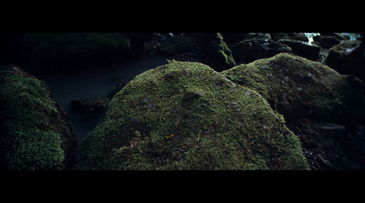 a close up of moss growing on rocks