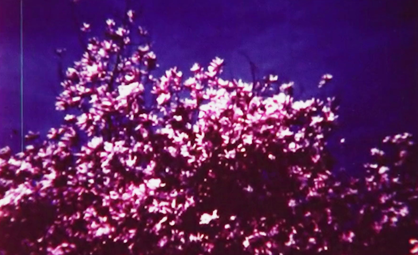 a tree with purple leaves against a blue sky