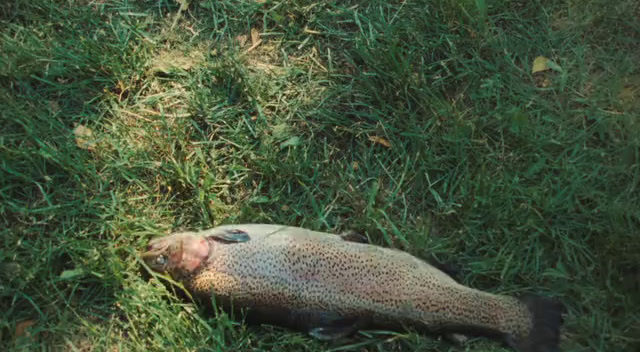 a dead fish laying on the ground in the grass