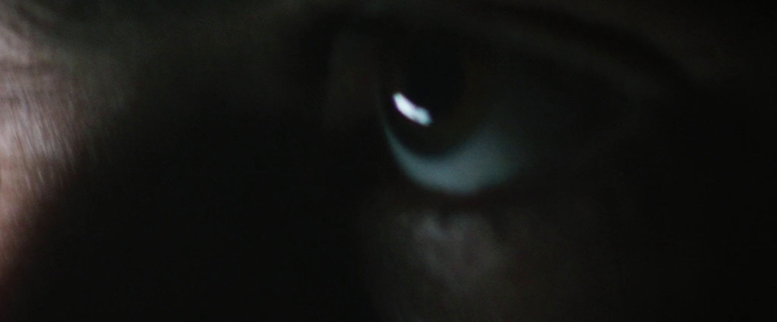 a close up of a cat's eye in the dark