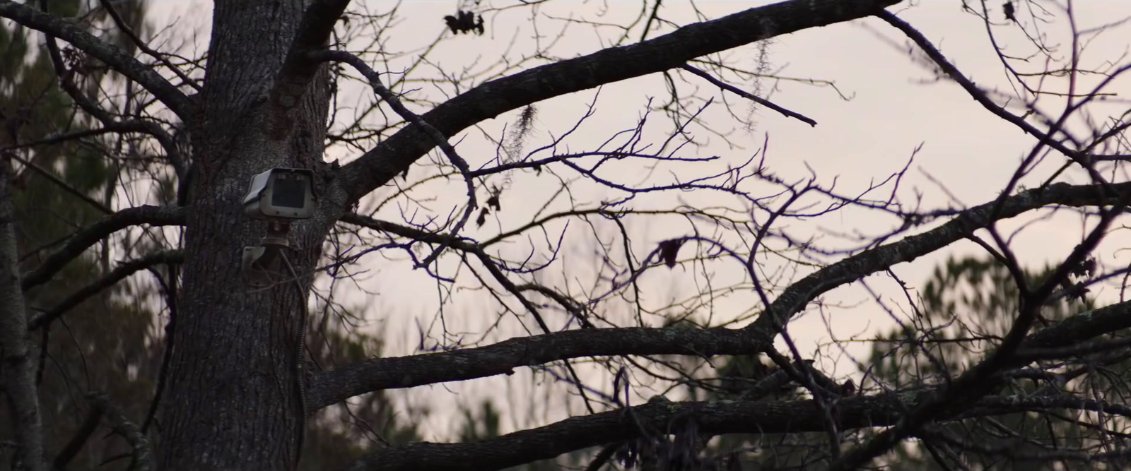 a bird is perched on a tree branch