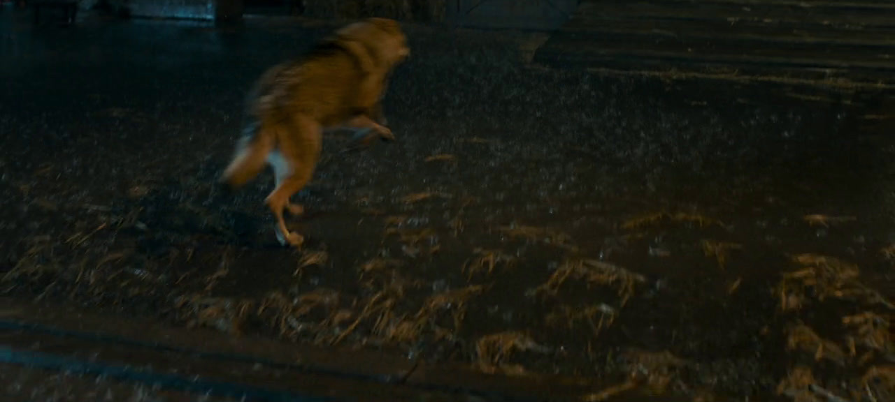 a dog is running in the rain at night