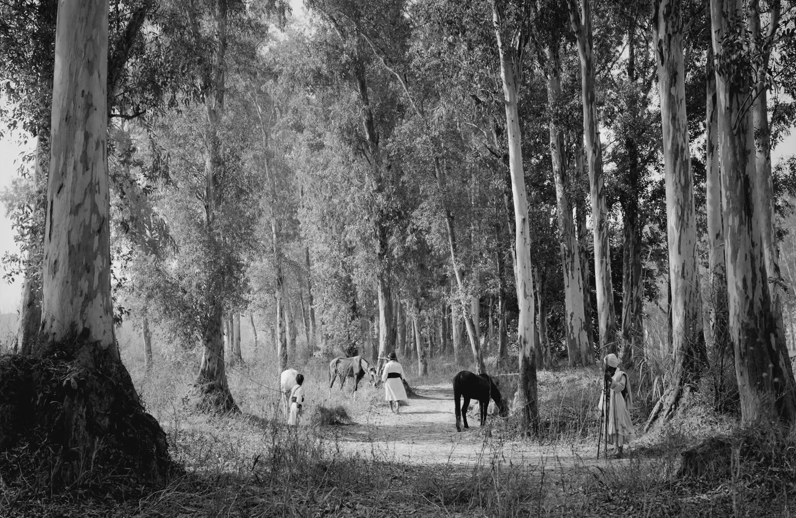 a black and white photo of horses in the woods