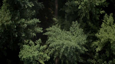 a group of people standing in the middle of a forest