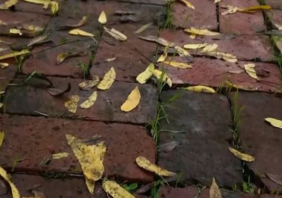 a brick walkway with yellow leaves on it