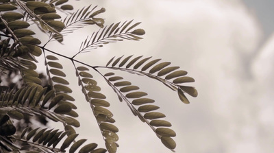 a close up of a leafy plant with clouds in the background