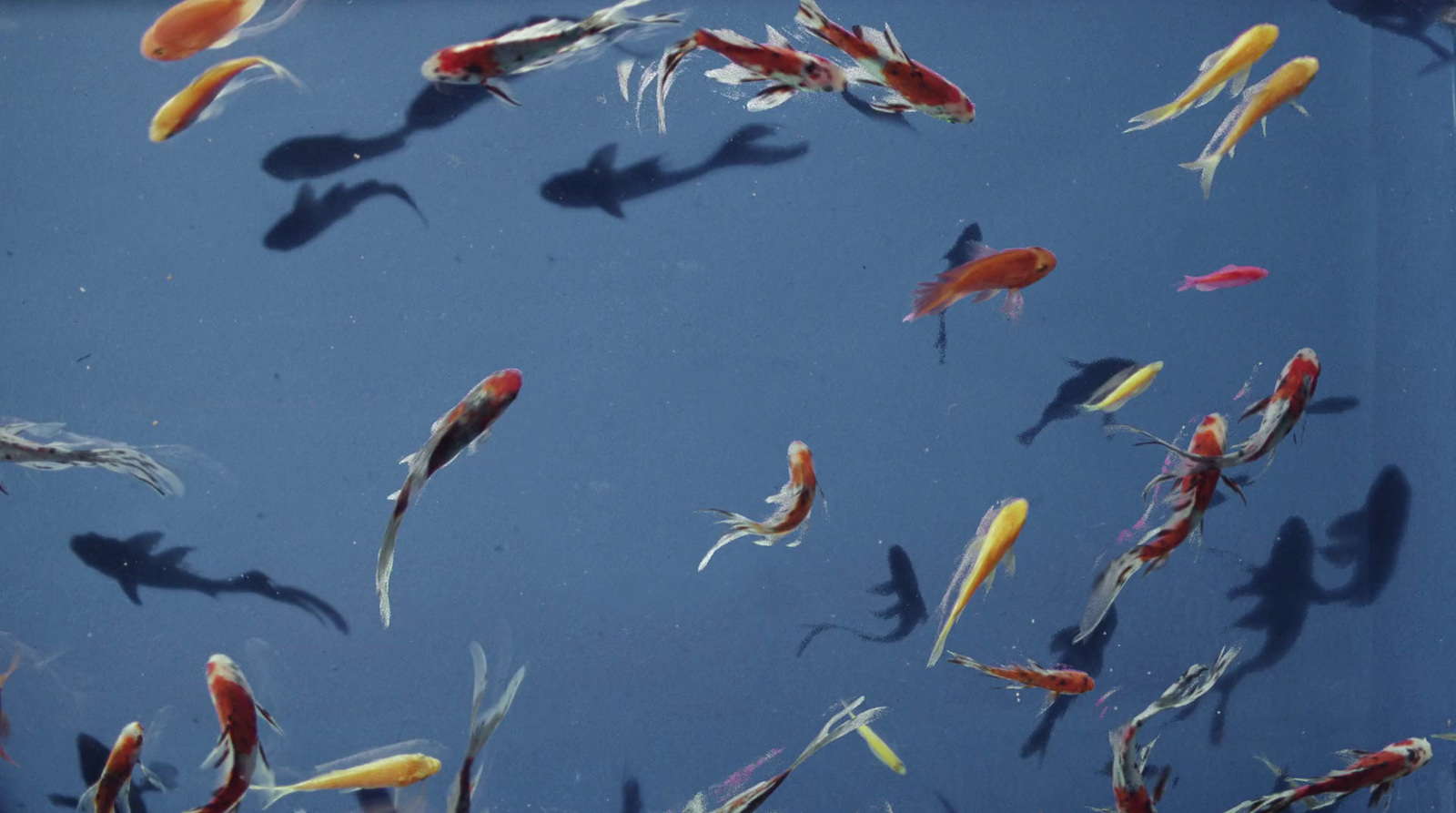 a group of fish swimming in a pond