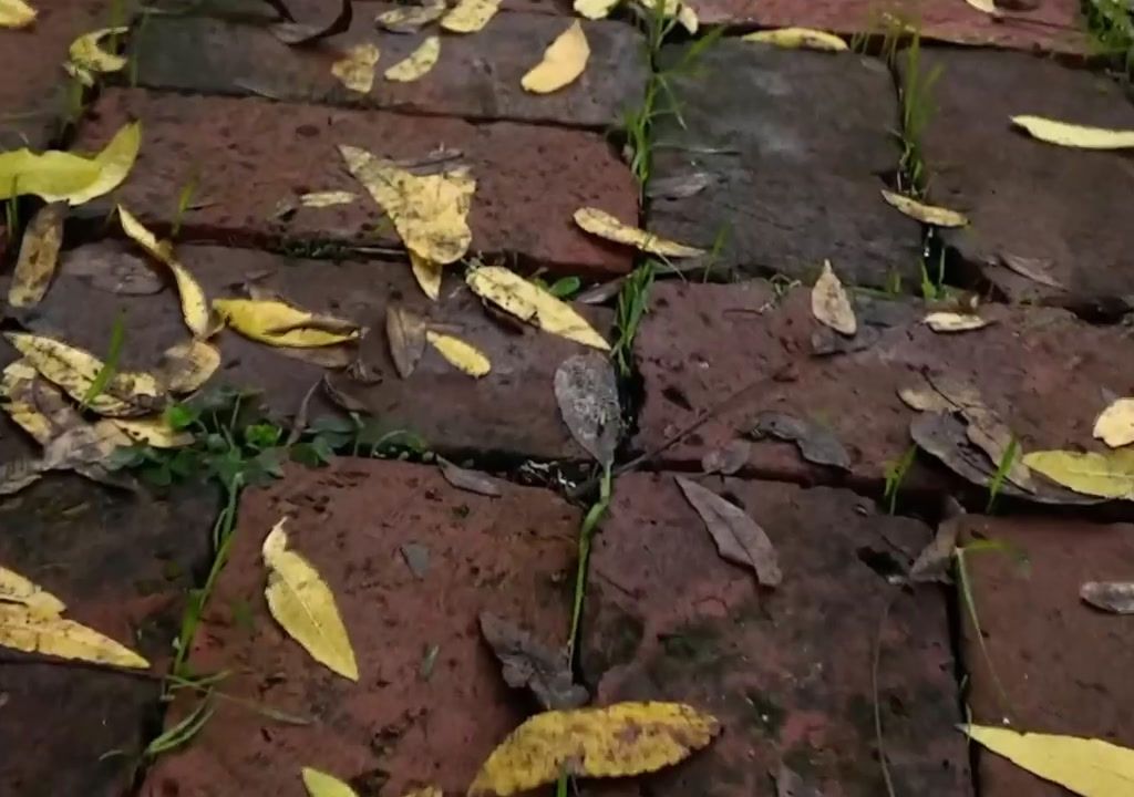 a close up of a brick walkway with leaves on it