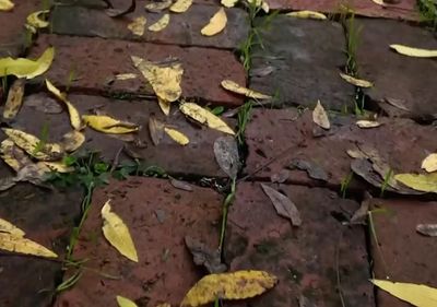 a close up of a brick walkway with leaves on it