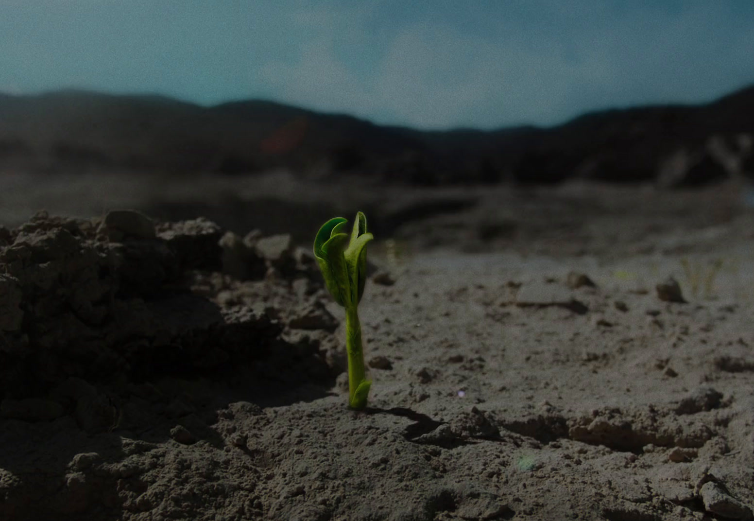 a plant sprouts from the ground in the desert