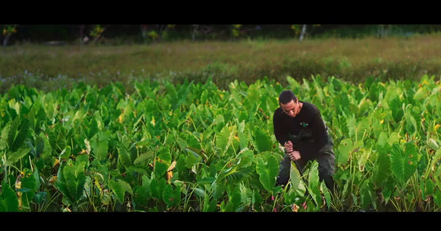 a man standing in a field of green plants