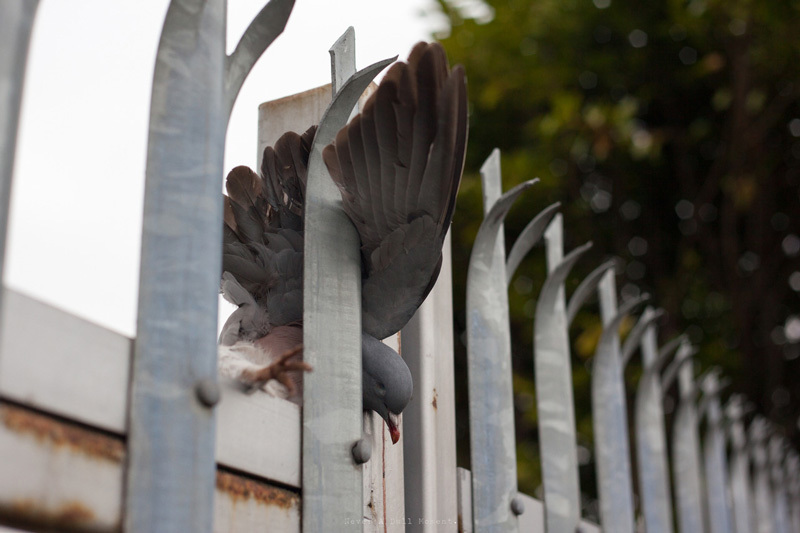 a pigeon sitting on top of a metal fence