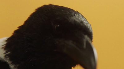 a close up of a black and white bird with a yellow background