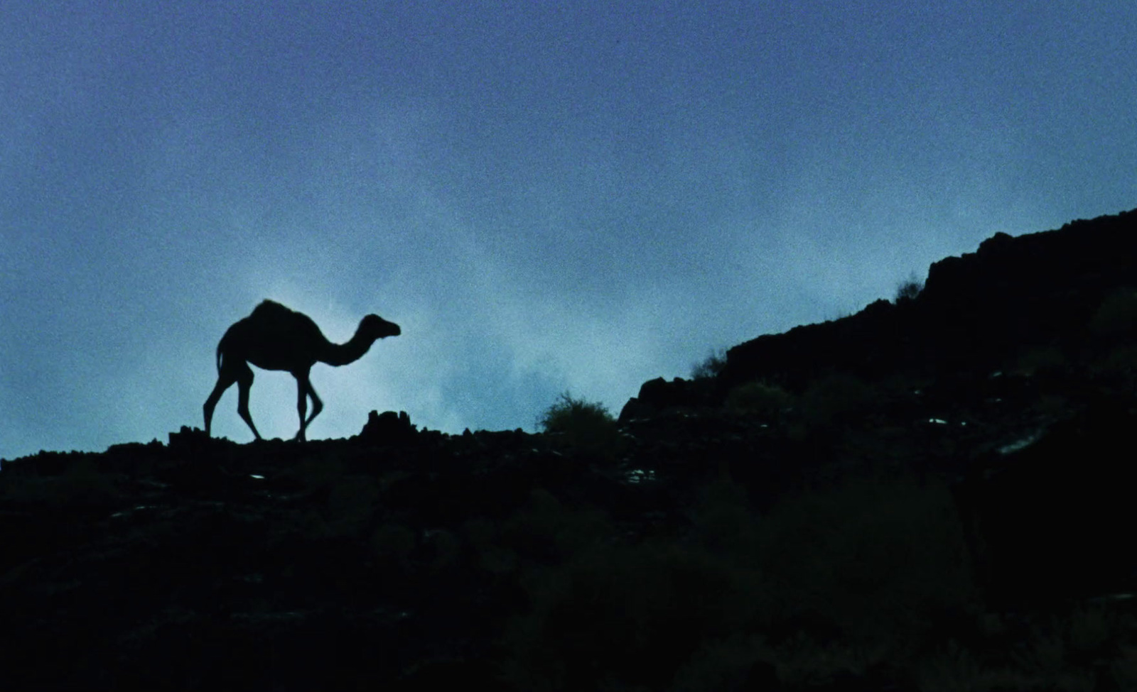 a silhouette of a camel walking up a hill