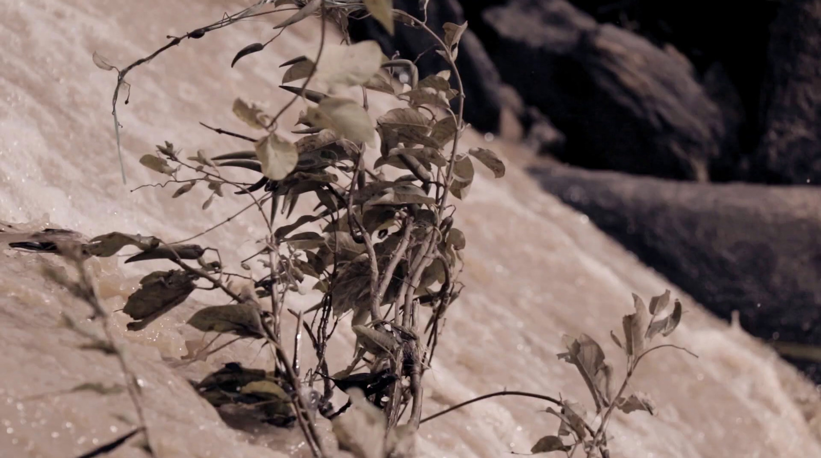 a plant growing out of the side of a waterfall