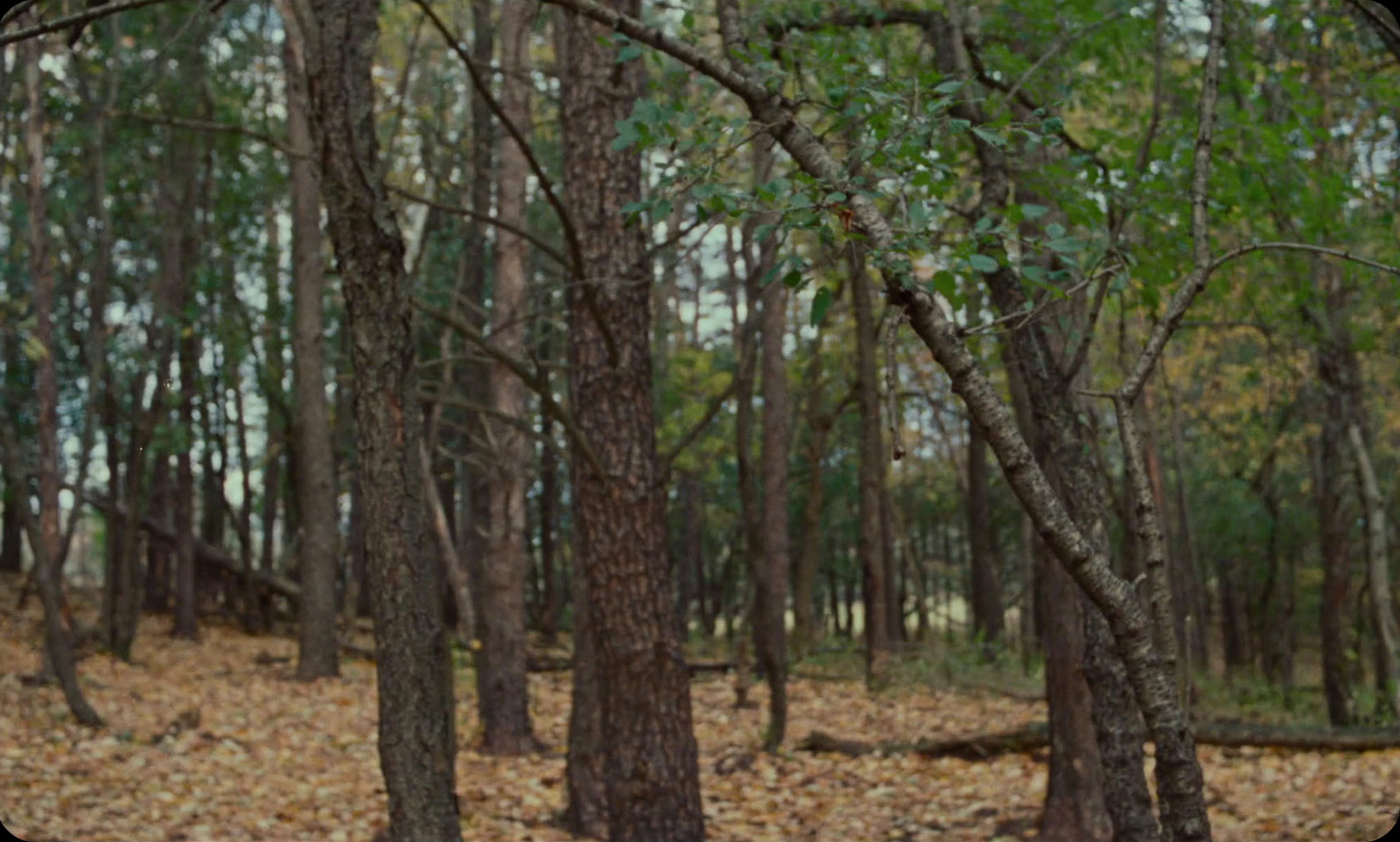 a teddy bear sitting in the middle of a forest