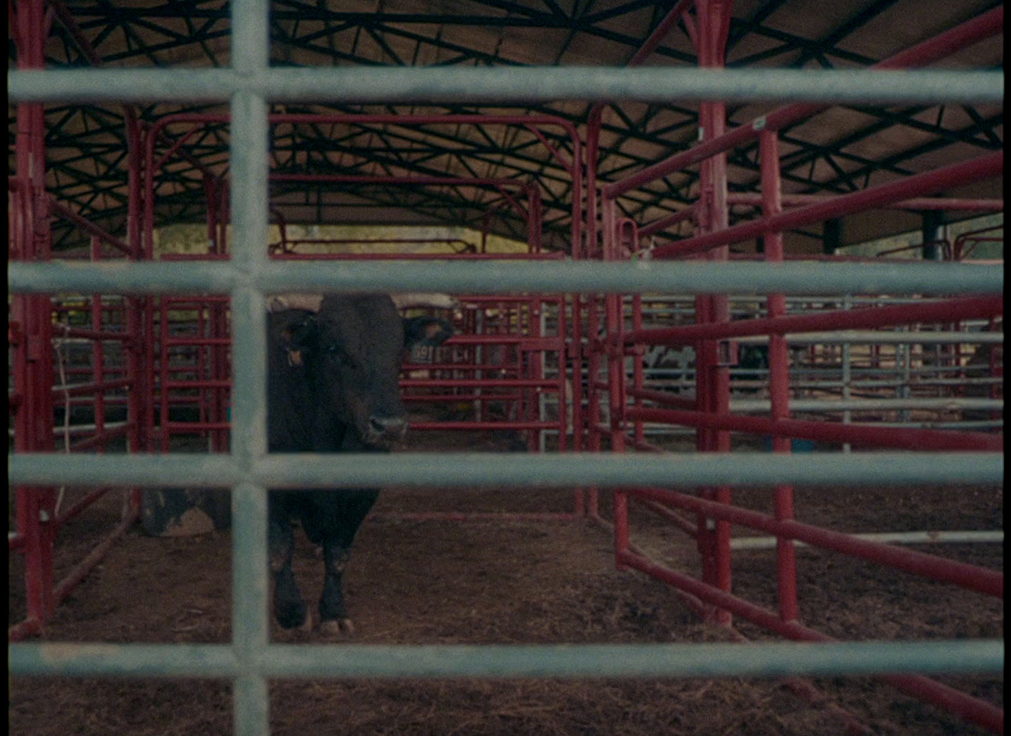 a cow standing inside of a metal pen