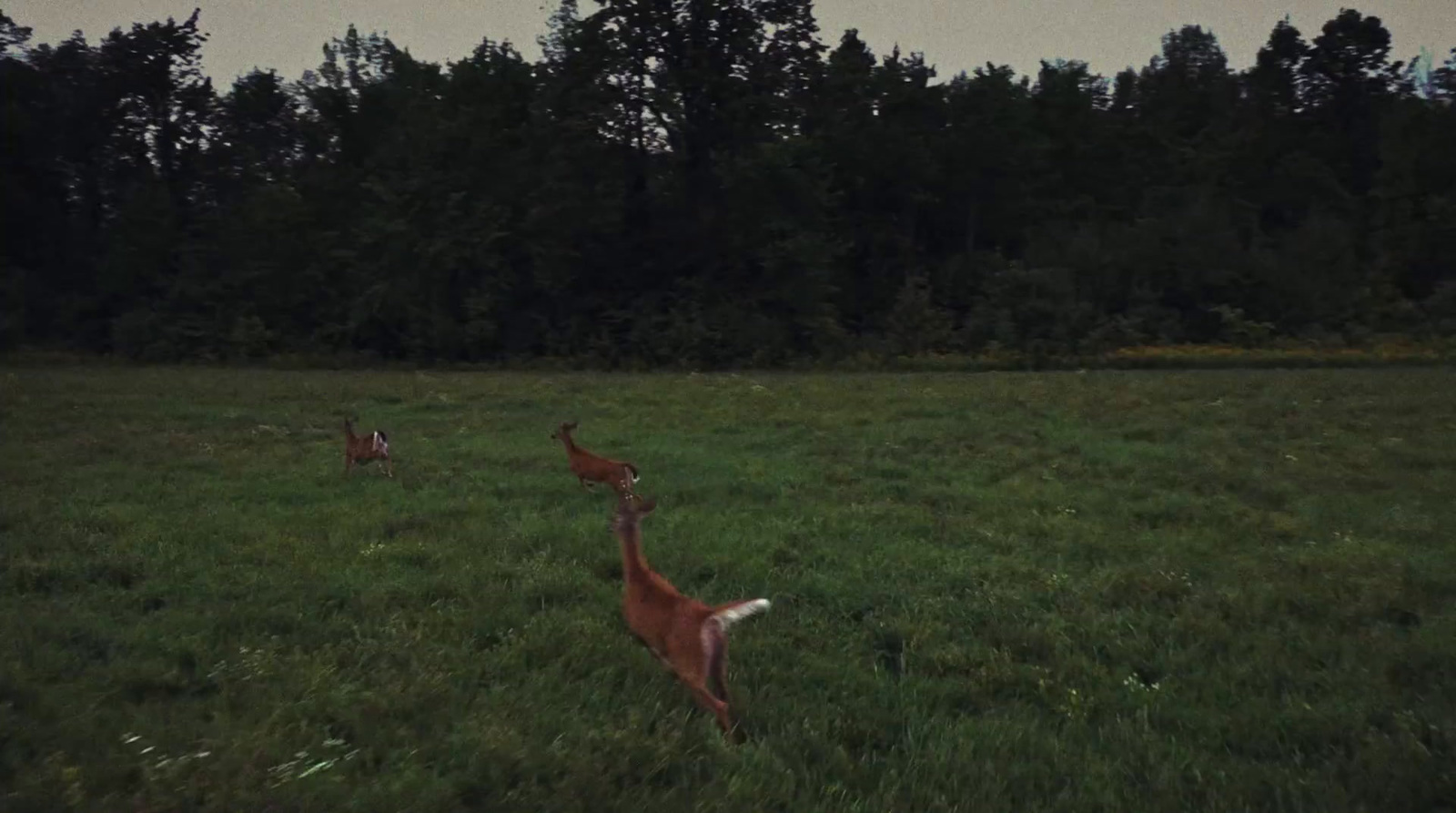 a couple of deer running across a lush green field