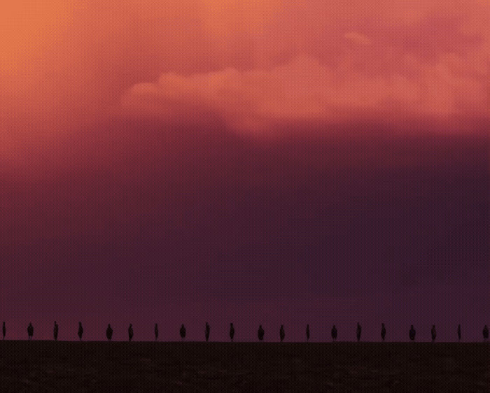 a group of birds standing on top of a field under a cloudy sky