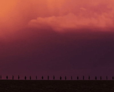 a group of birds standing on top of a field under a cloudy sky