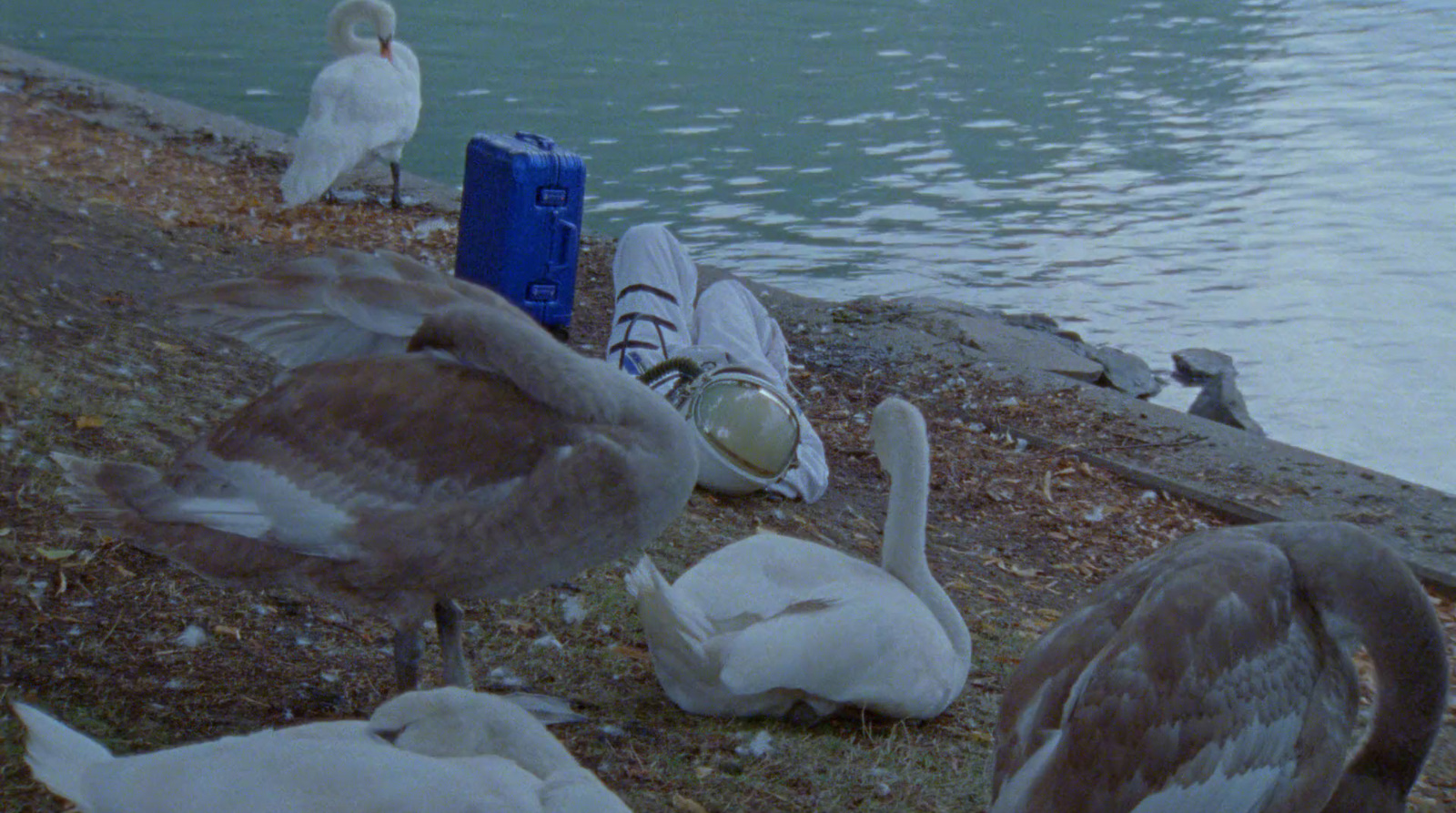 a flock of birds standing next to a body of water