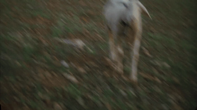 a blurry photo of a dog running through a field