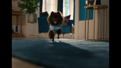 a small dog running across a living room floor