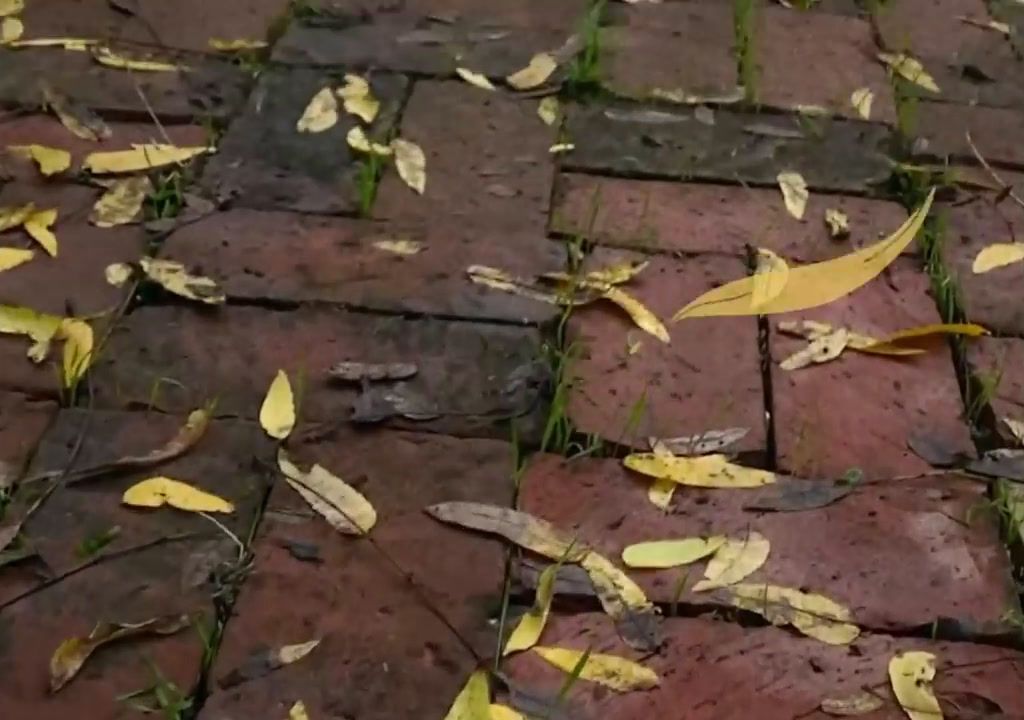 a brick walkway with yellow leaves on it