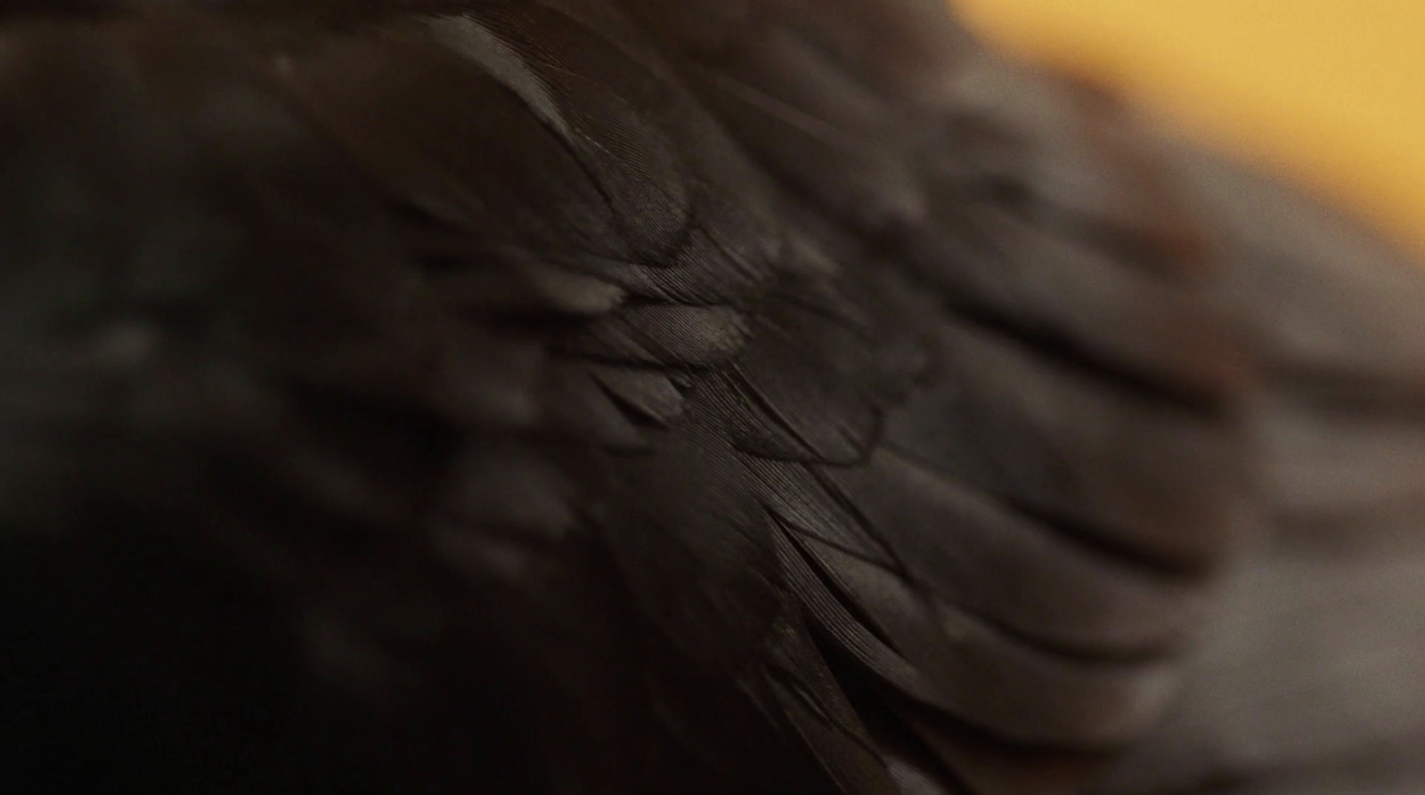 a close up of a black bird's feathers