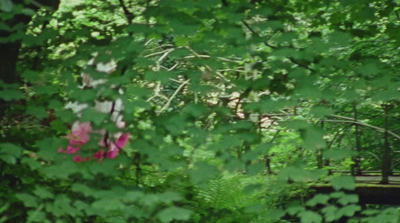 a bench sitting in the middle of a lush green forest