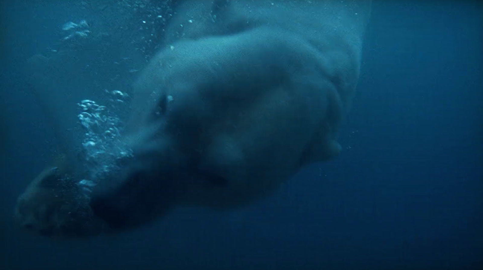 a polar bear swimming in the water