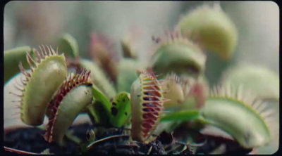 a close up of a plant with many flowers