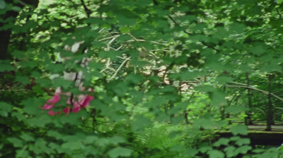 a bench sitting in the middle of a lush green forest