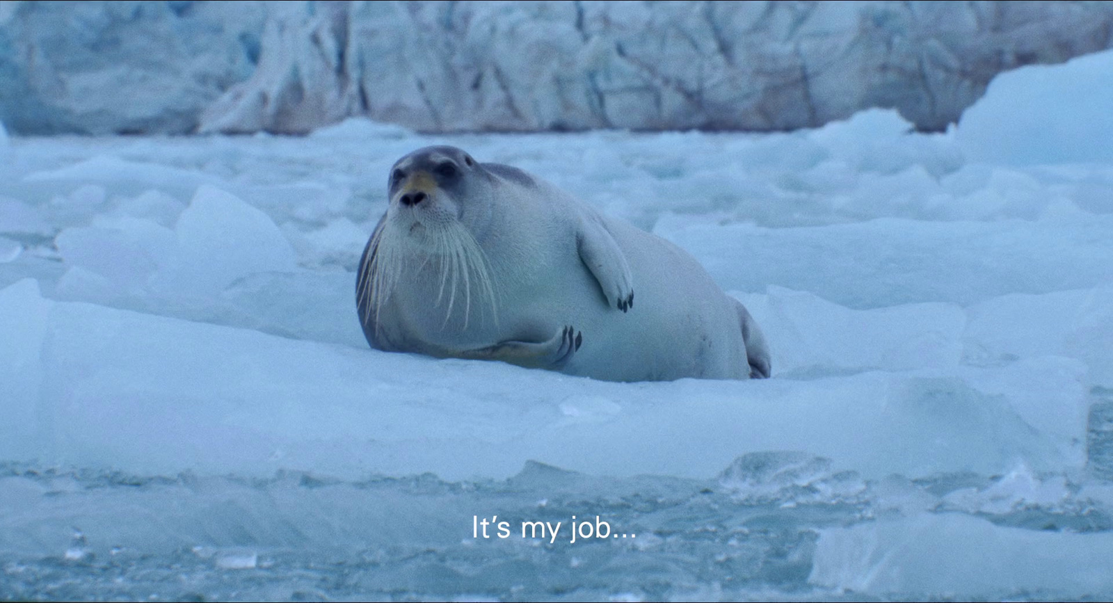 a seal sitting on top of a pile of ice