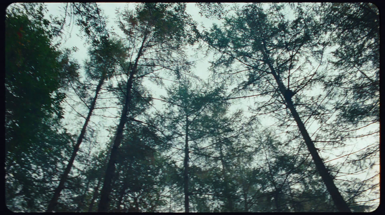 a group of tall trees standing next to each other