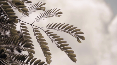 a close up of a leafy plant against a cloudy sky