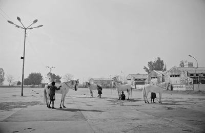 a group of people standing around horses in a parking lot