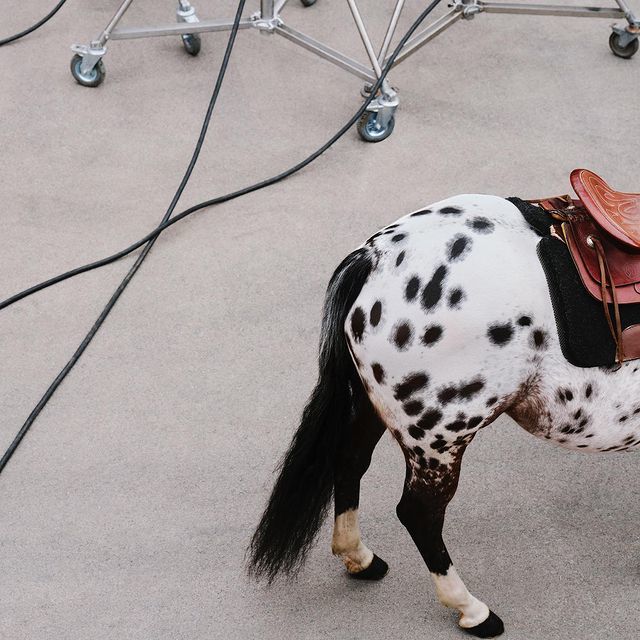 a spotted horse with a saddle on its back