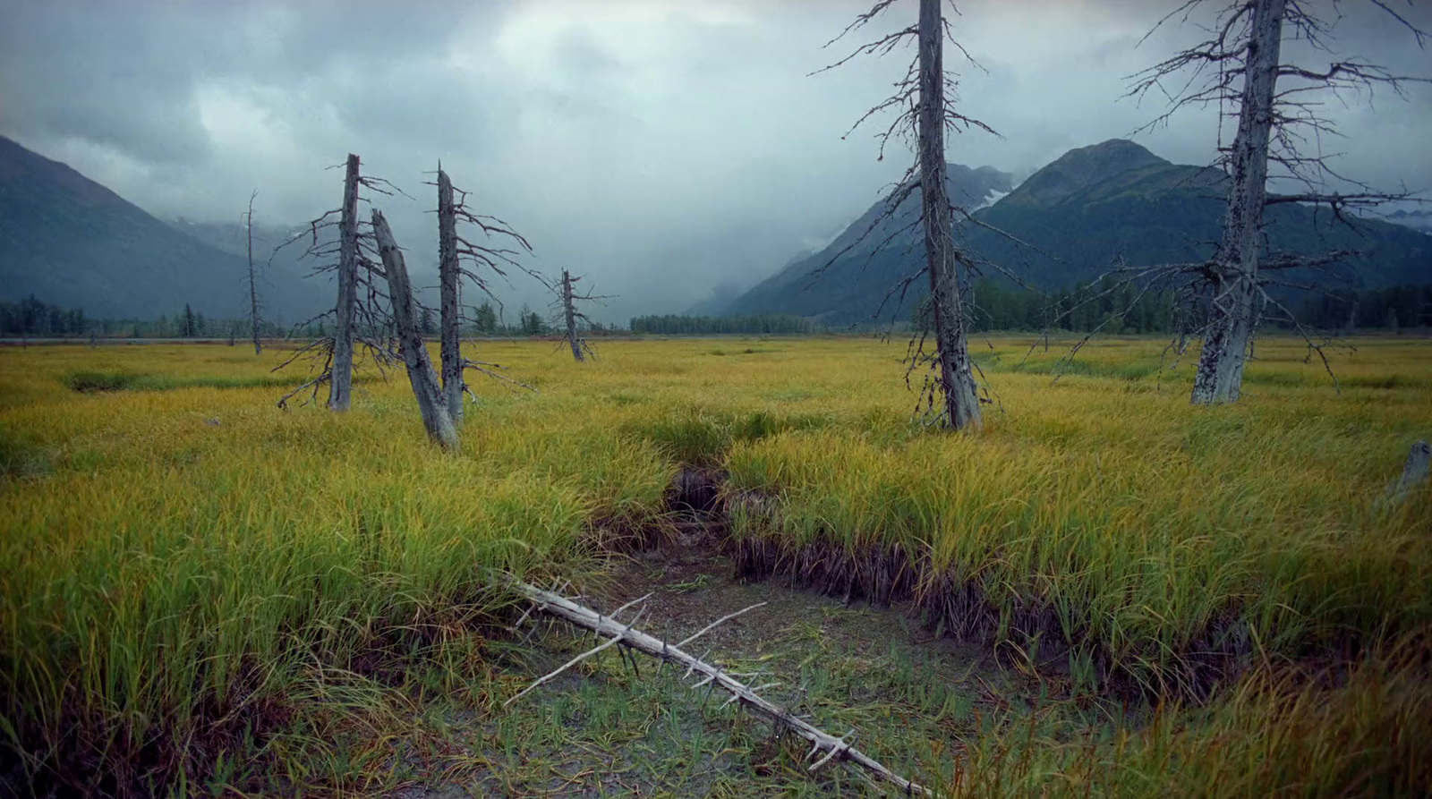 a grassy field with trees and mountains in the background