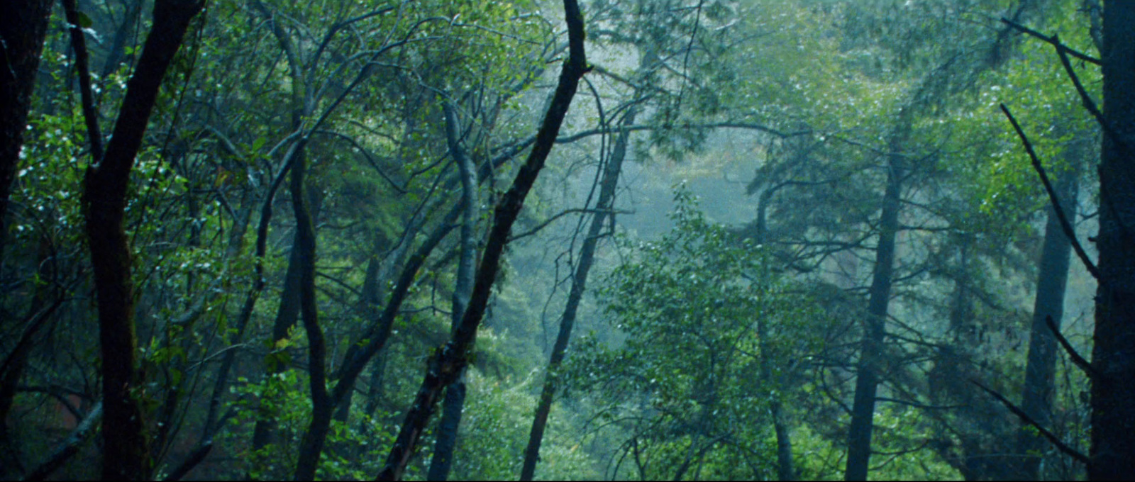 a forest filled with lots of green trees