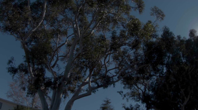 a full moon is seen behind a tree